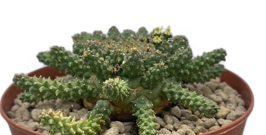 Euphorbia atroviridis 10 Pieces Seeds