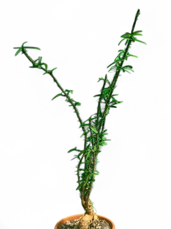 Euphorbia pedilanthoides 10 Pieces Seeds