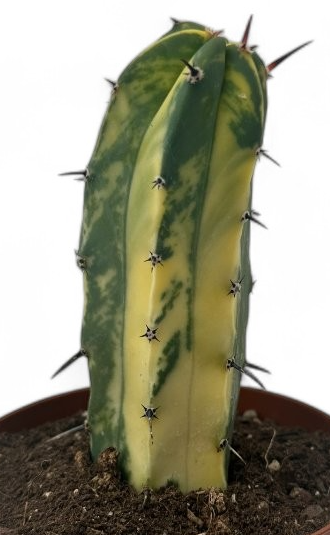 Myrtillocactus geometrizans variegato 10 Pieces Seeds