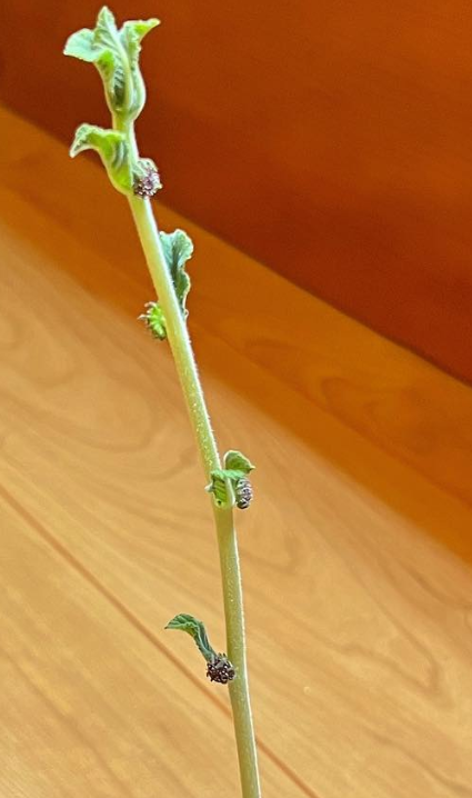 Dorstenia cuspidata ( Iringa Region - Tanzania ) 5 Pieces Seeds