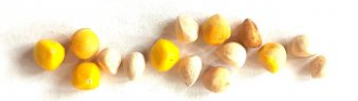 Bursera arida 'Dark Orange' 5 Pieces Seeds
