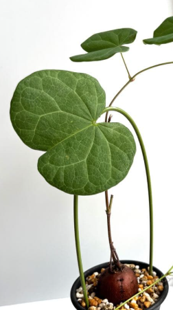 Tylosema fassoglensis 5 Pieces Seeds