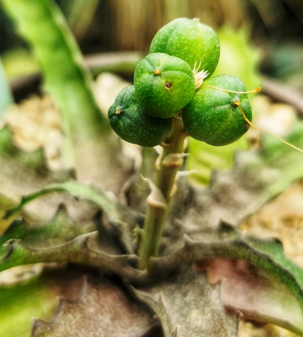 Aloe sakarahensis ssp. pallida 15 Pieces Seeds