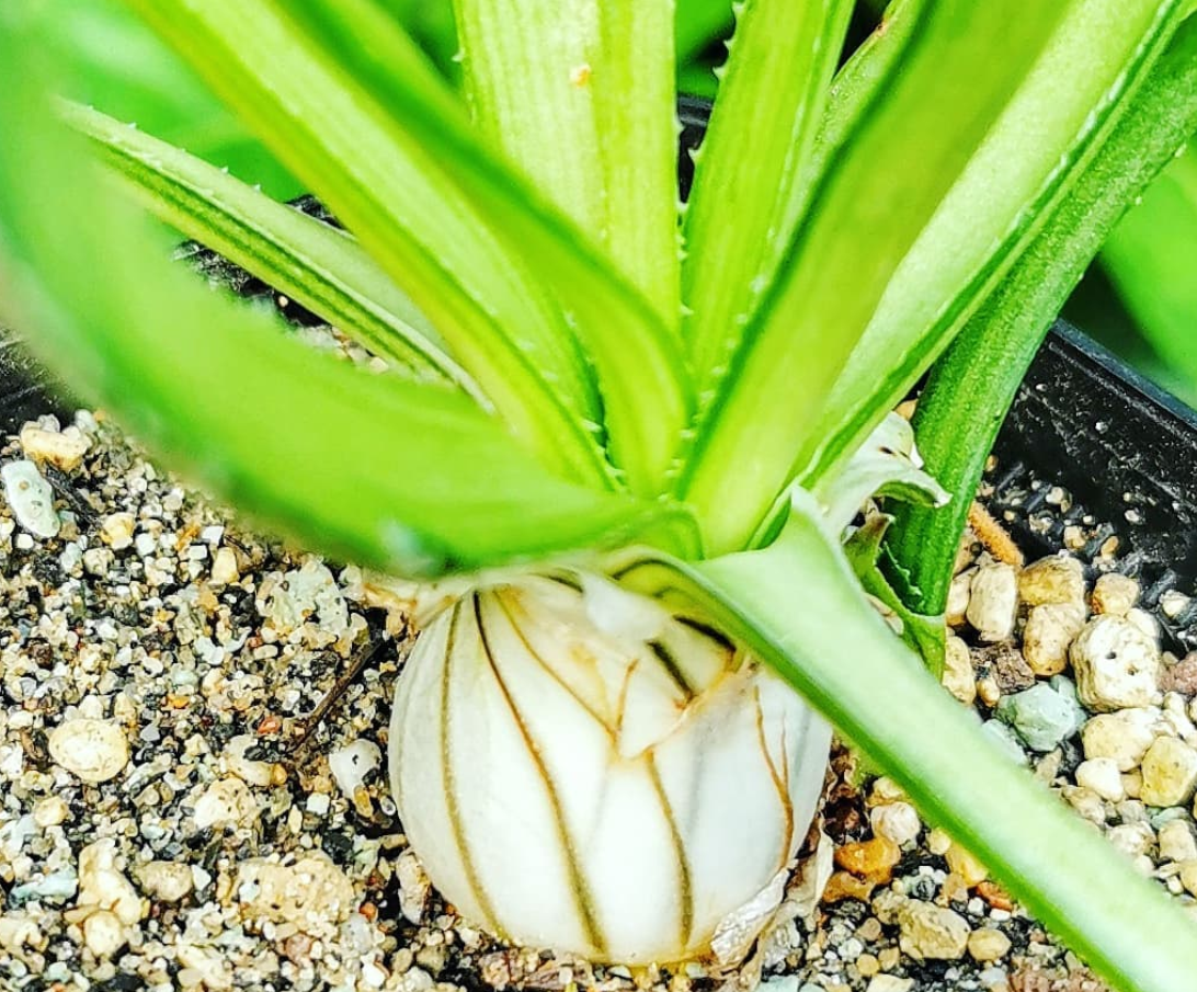 Aloe richardsiae 15 Pieces Seeds