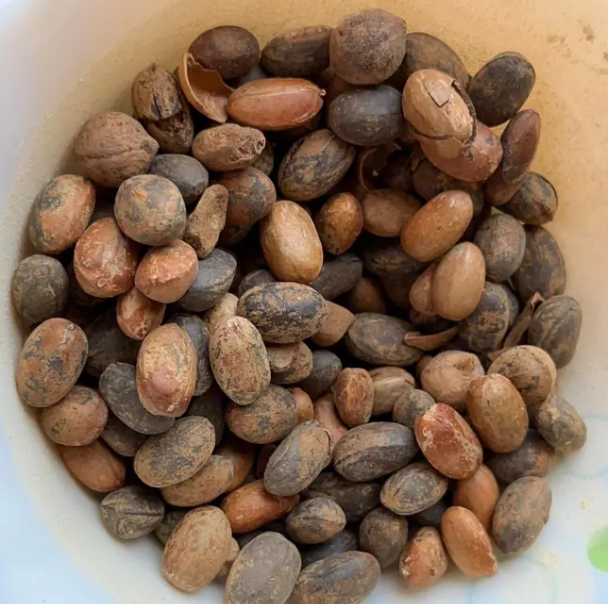 Croton lechleri 5 Pieces Seeds