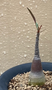 Adenium crispum ( Adenium somalense var. crispum ) 6 Pieces Seeds