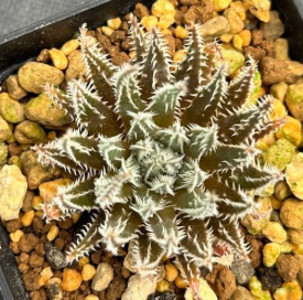 Aloe florenceae 15 Pieces Seeds