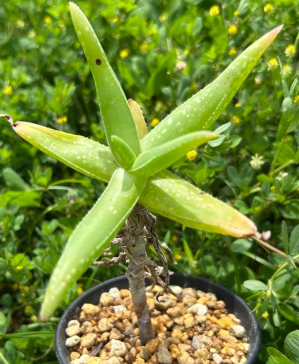 Aloe whitcombei 15 Pieces Seeds
