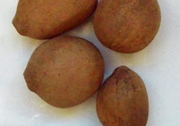 Dioon califanoi 2 Pieces Seeds