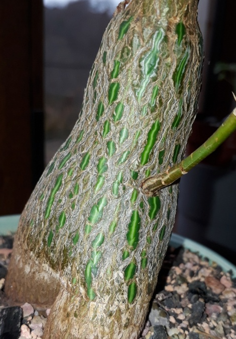 Bombax rhodognaphalon 5 Pieces Seeds