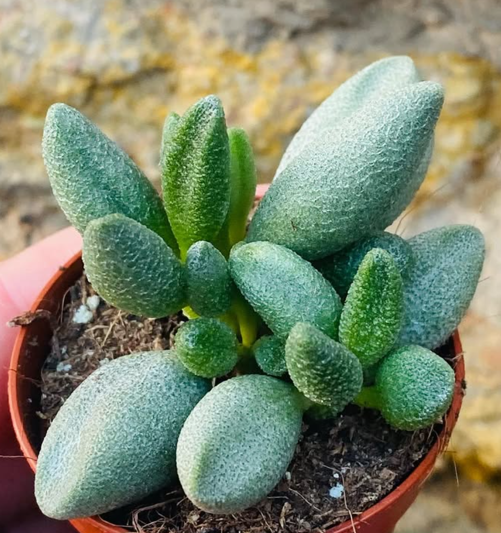 Adromischus marianae f. Alveolatus 10 Pieces Seeds