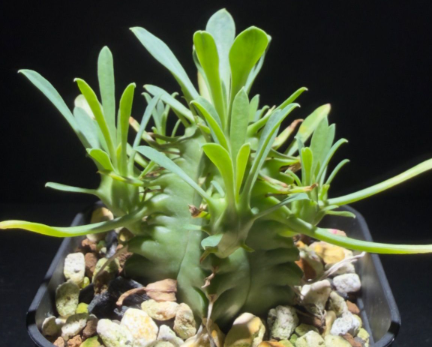 Euphorbia pulvinata 7 Pieces Seeds
