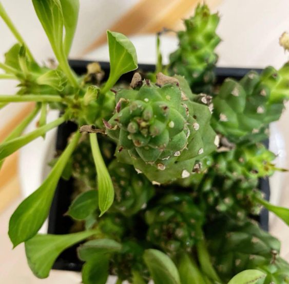 Euphorbia ritchiei 7 Pieces Seeds