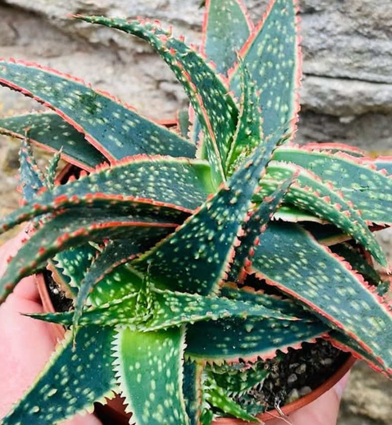 Aloe 'Donnie' 15 Pieces Seeds