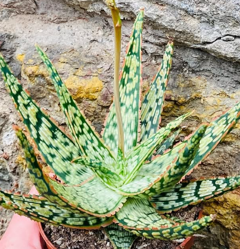 Aloe "Vitro" 15 Pieces Seeds
