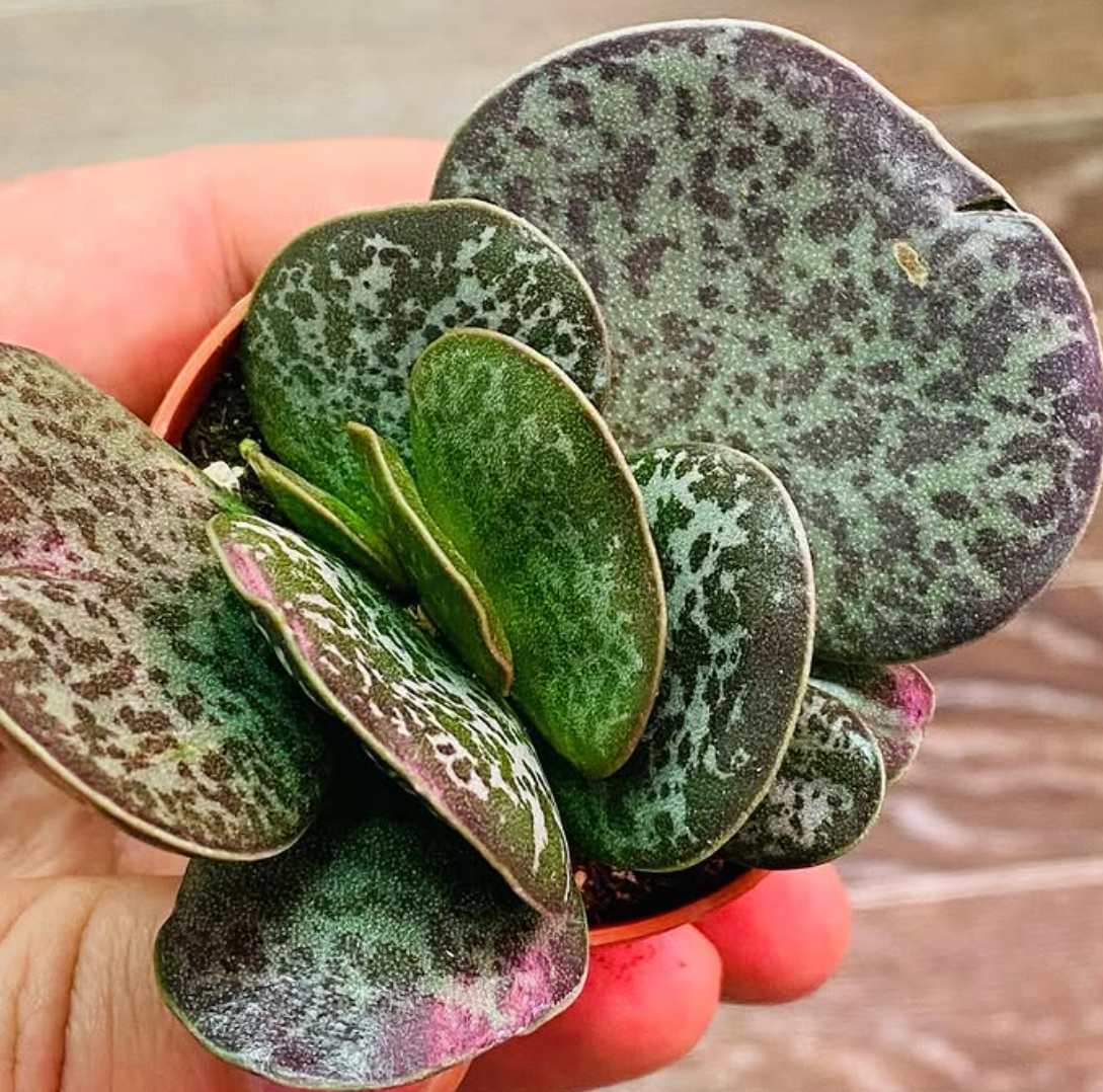 Adromischus Trigynus 10 Pieces Seeds