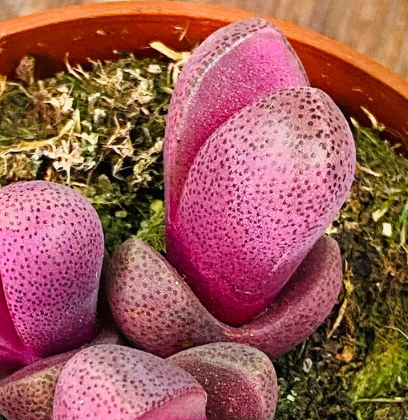 Pleiospilos nelii 'Rubra' 10 Pieces Seeds