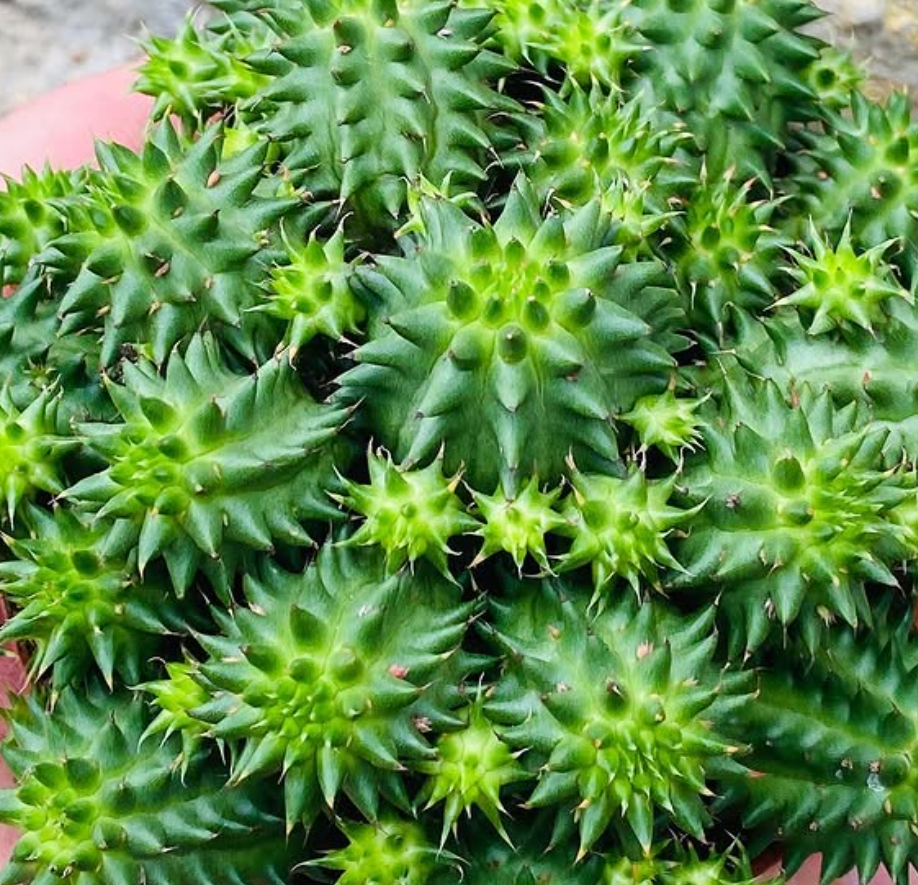 Euphorbia Susannae 5 Pieces Seeds