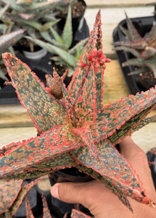 Aloe crimson dragon 15 Pieces Seeds
