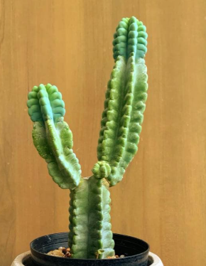 Cereus grenadensis 10 Pieces Seeds