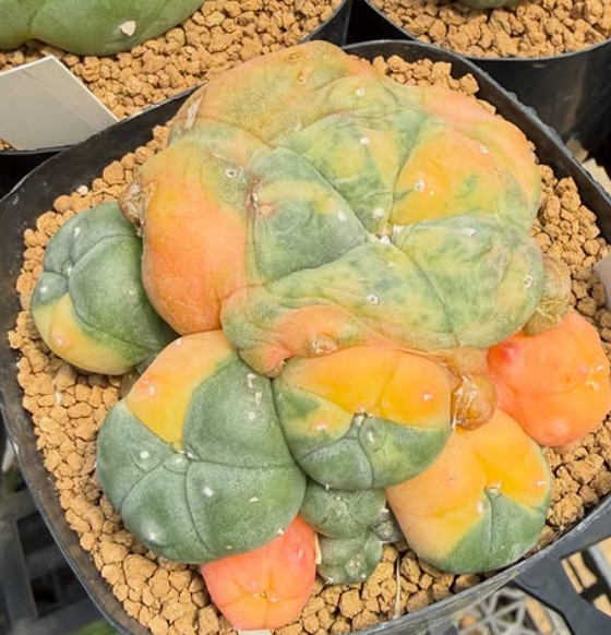 Lophophora williamsii var. caespitosa f. variegata 10 Pieces Seeds