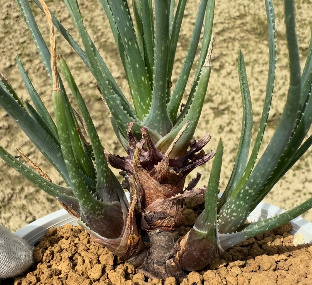 Aloe chortolirioides var. boastii 15 Pieces Seeds