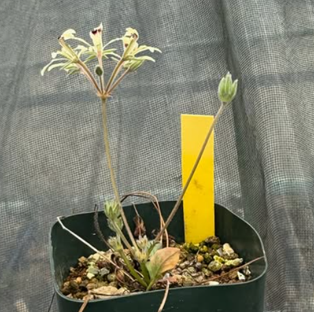 Pelargonium montaguense 3 Pieces Seeds