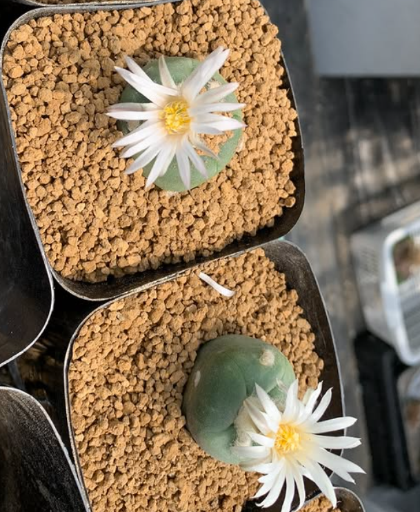 Lophophora alberto-vojtechii f. Nuevo León 10 Pieces Seeds