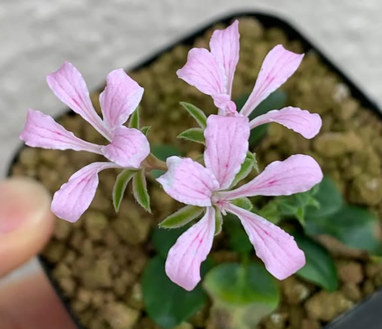 Pelargonium chamaedrifolium 3 Pieces Seeds