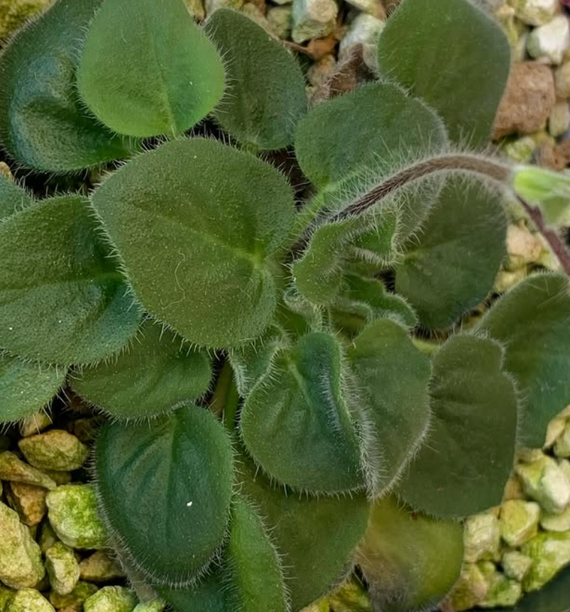 Pelargonium ladysmithianum 3 Pieces Seeds