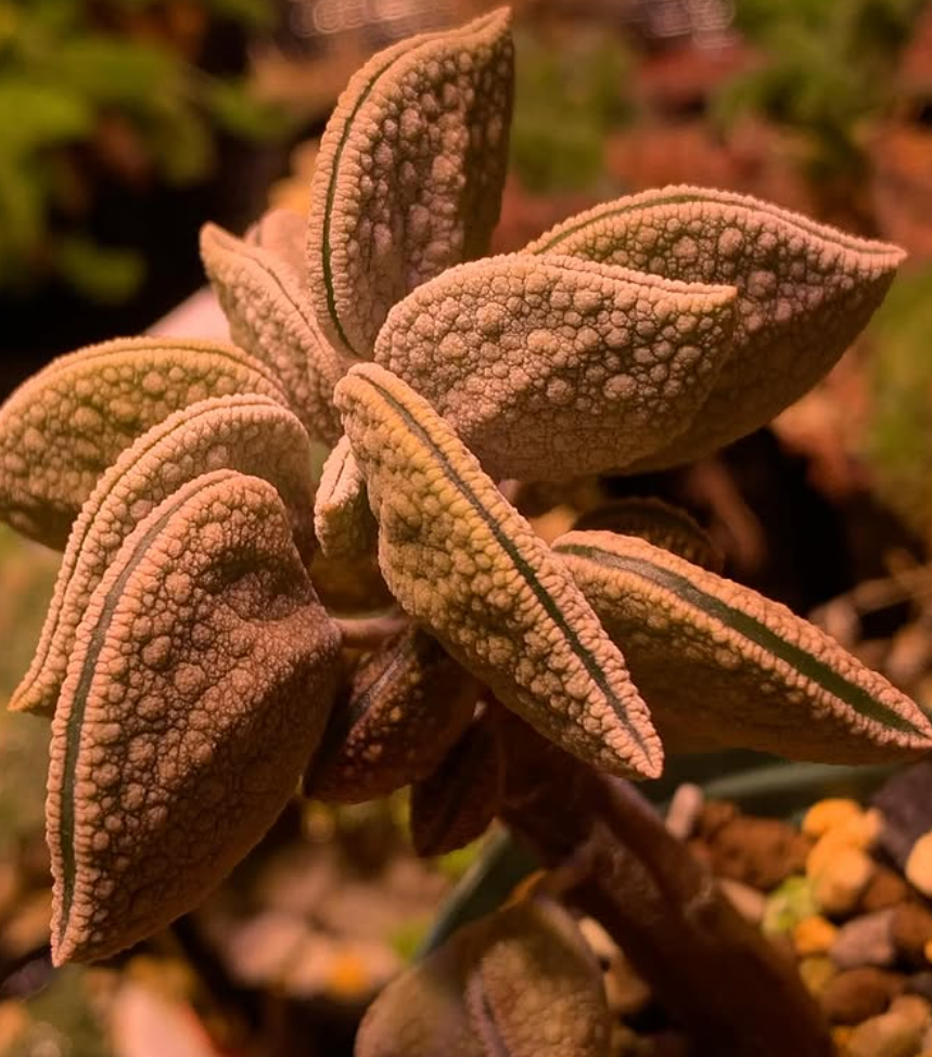 Peperomia hutchisonii 10 Pieces Seeds