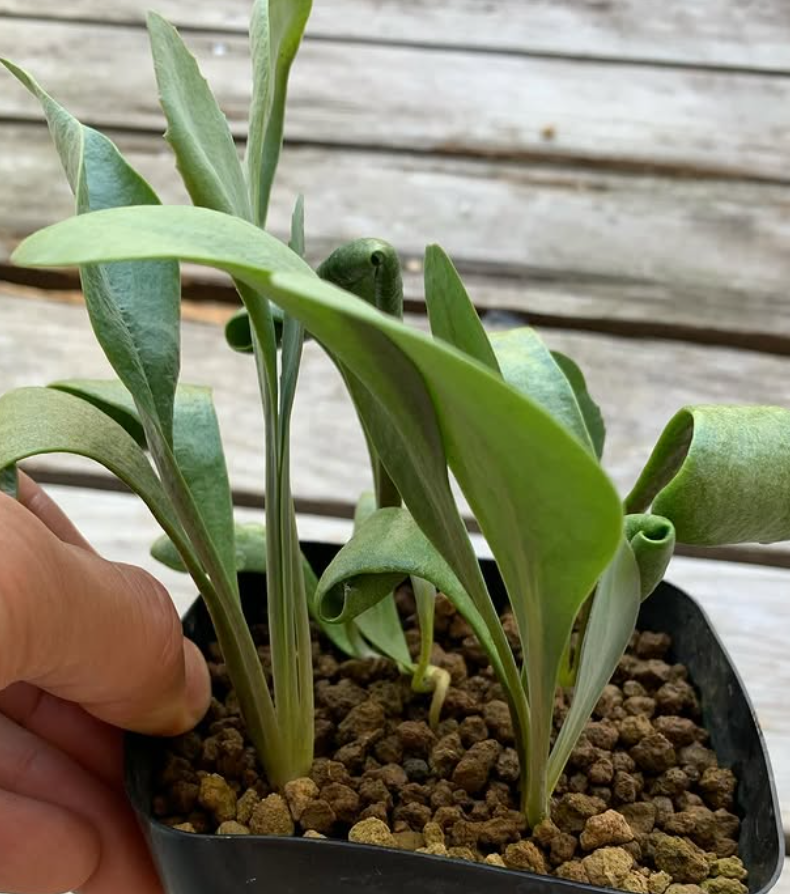 Othonna auriculifolia 5 Pieces Seeds