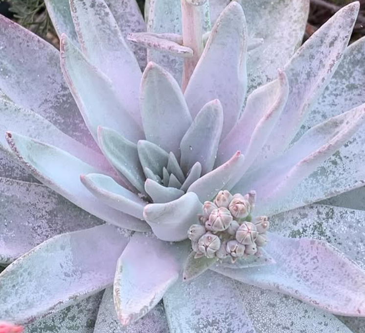 Dudleya cymosa 10 Pieces Seeds