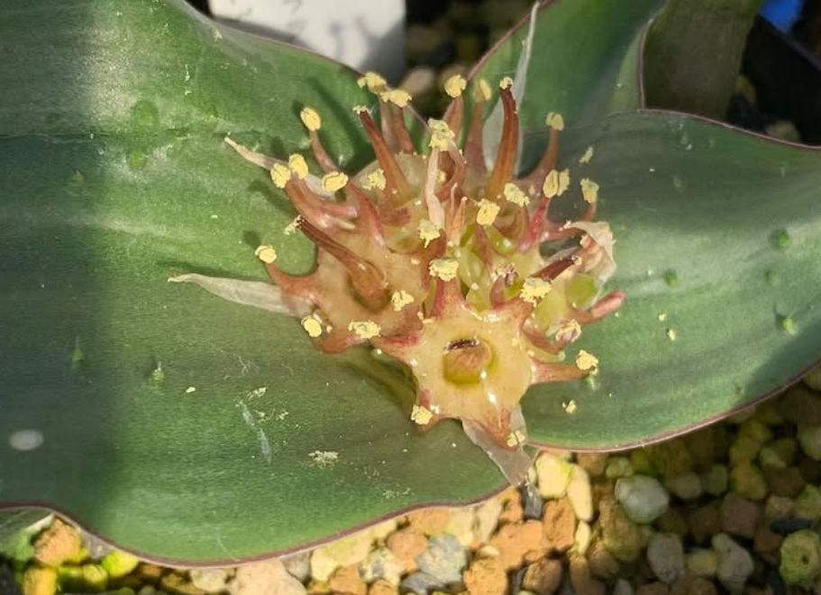 Massonia thunbergiana 5 Pieces Seeds