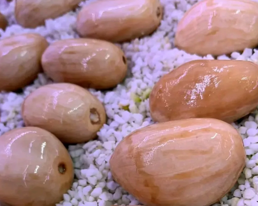 Macrozamia macdonnellii 2 Pieces Seeds