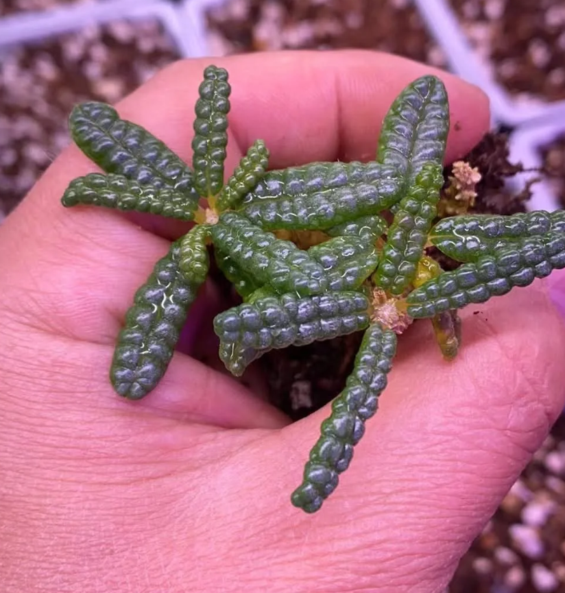 Dorstenia gigas ‘Bullata’ 50 Pieces Seeds