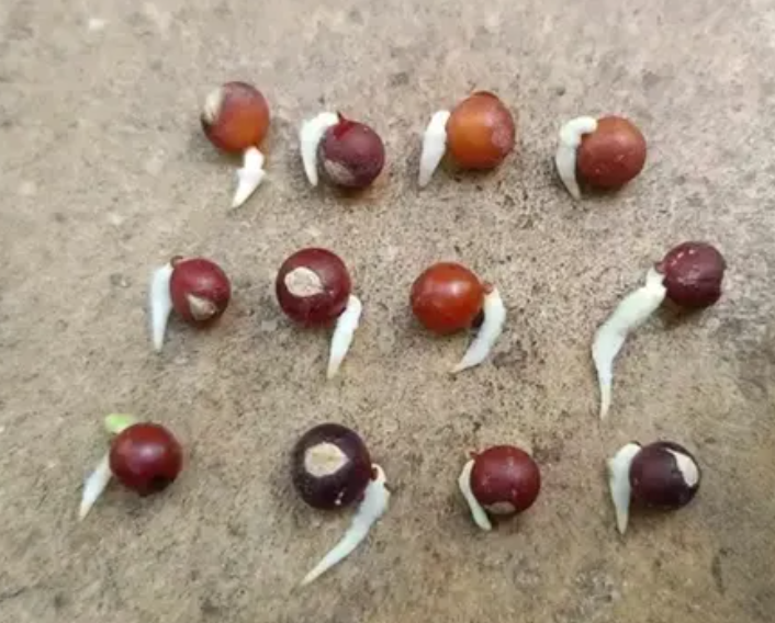 Dracaena serrulata 7 Pieces Seeds