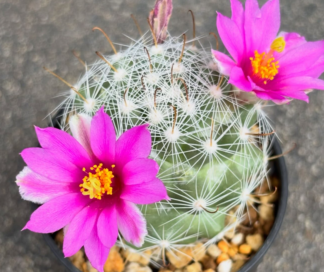 Mammillaria boolii 10 Pieces Seeds