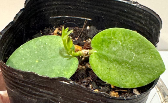 Hoya cumingiana 10 Pieces Seeds