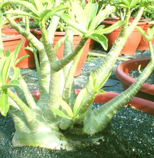 Adenium Arabicum BRAZILIAN 5 Pieces Seeds