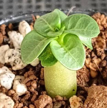 Adenium Lion Leaf Emerald Green 6 Pieces Seeds