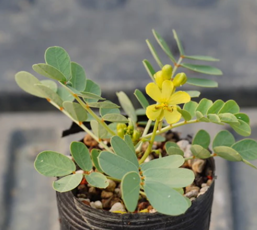 Senna holosericea 10 Pieces Seeds