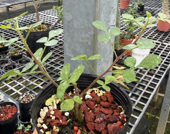 Commiphora sp. Eyl Somalia PLANT