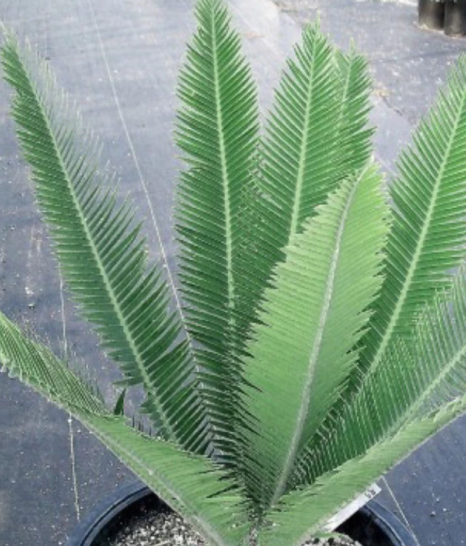Dioon merolae 2 Pieces Seeds