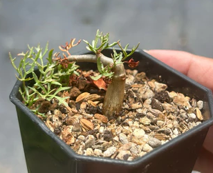 Commiphora cervifolia PLANT