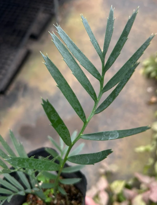 Encephalartos princeps 2 Pieces Seeds