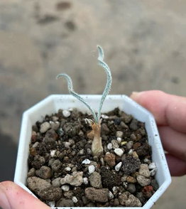 Gethyllis villosa 7 Pieces Seeds