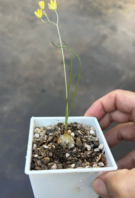 Ornithogalum osmynellum 5 Pieces Seeds