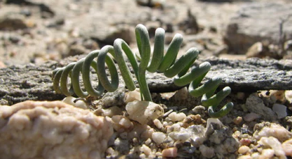 Albuca hallii 5 Pieces Seeds