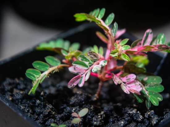 Phyllanthus sp.variegata 5 Pieces Seeds